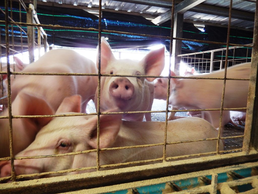 AAA Pig Farms