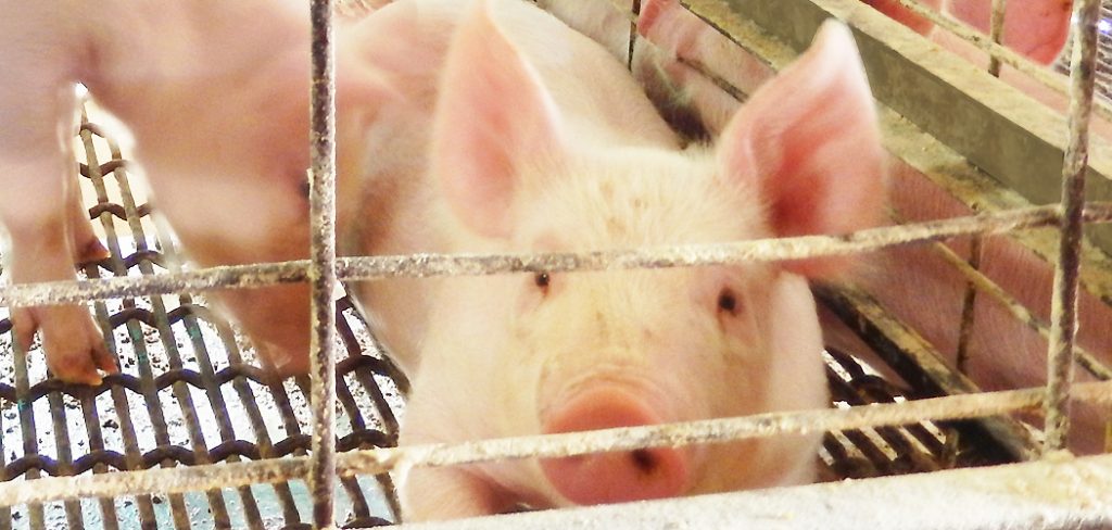 AAA Pig Farms