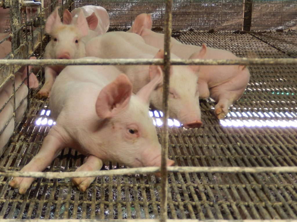 AAA Pig Farms